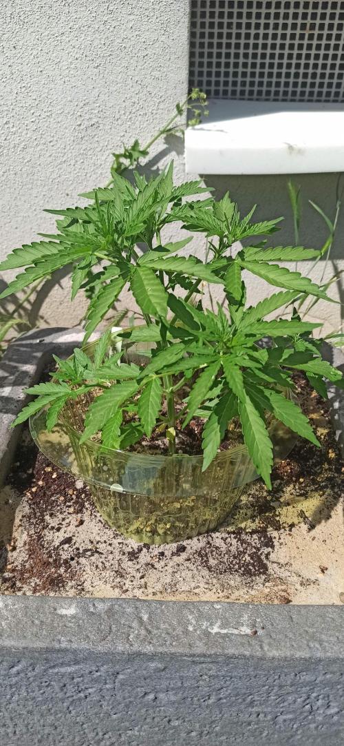 Gorilla Z Auto. Week 3