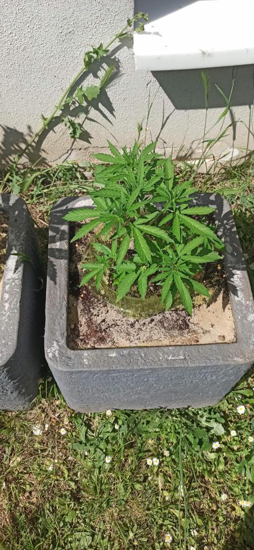 Gorilla Z Auto. Week 3