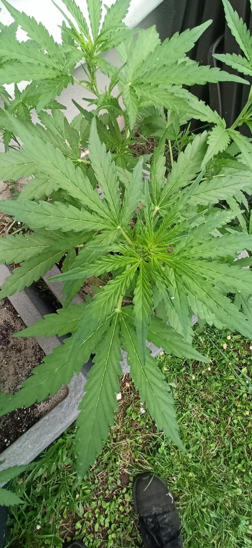 Gorilla Z Auto. Week 4