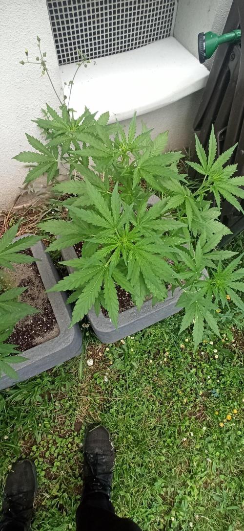Gorilla Z Auto. Week 4