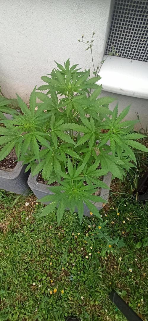 Gorilla Z Auto. Week 4