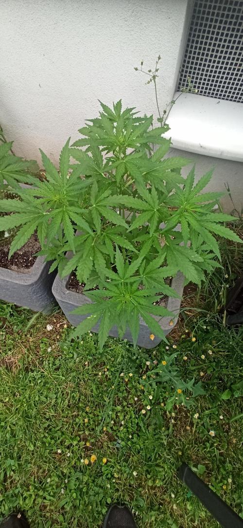 Gorilla Z Auto. Week 4