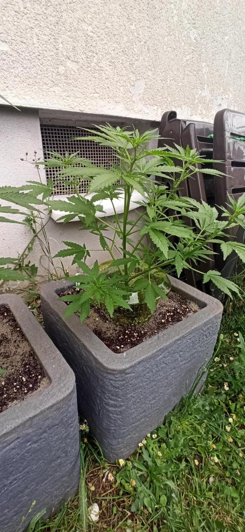 Gorilla Z Auto. Week 4