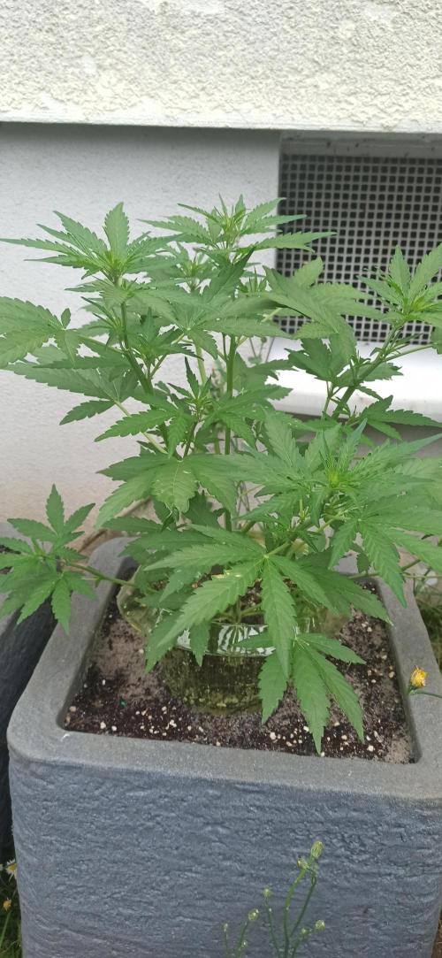 Gorilla Z Auto. Week 4