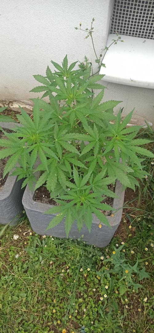 Gorilla Z Auto. Week 4