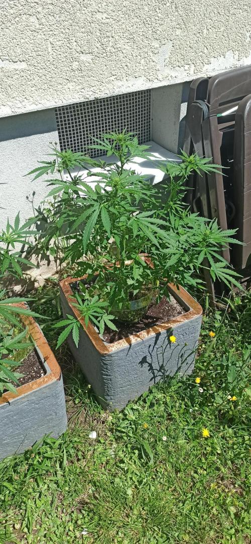 Gorilla Z Auto. Week 5