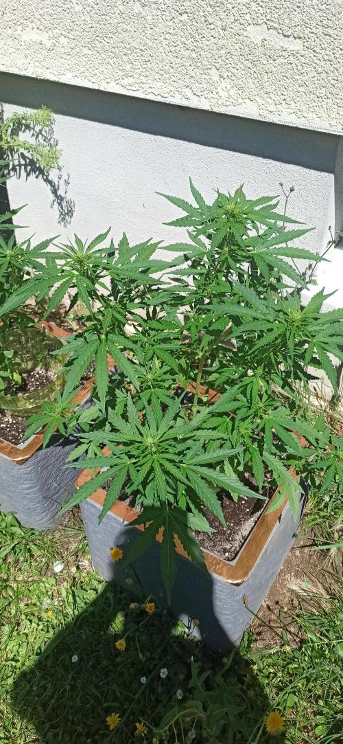Gorilla Z Auto. Week 5
