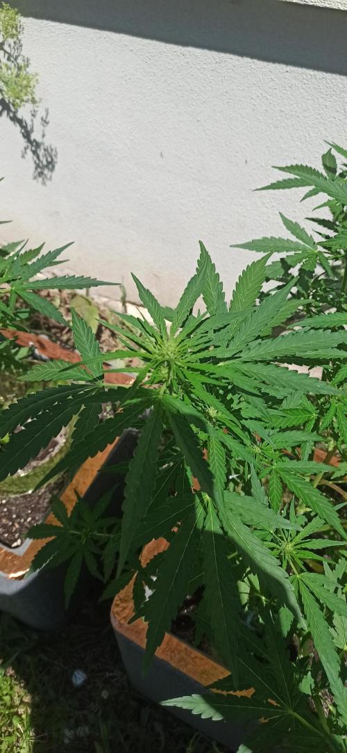 Gorilla Z Auto. Week 5