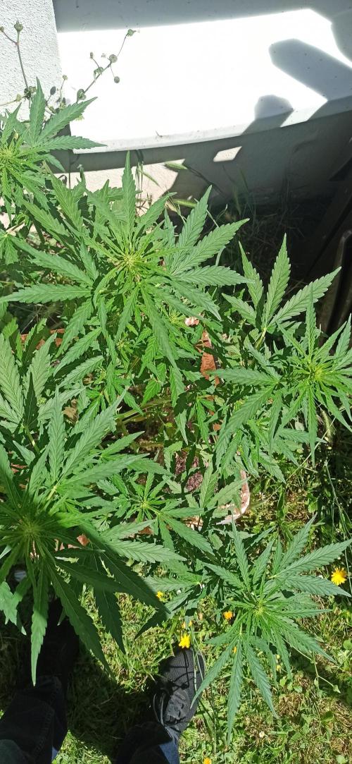 Gorilla Z Auto. Week 5