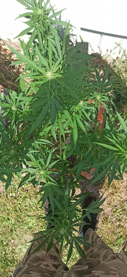 Gorilla Z Auto. Week 6