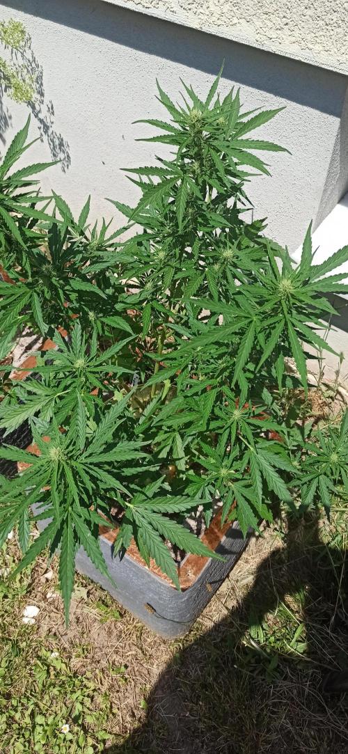Gorilla Z Auto. Week 6