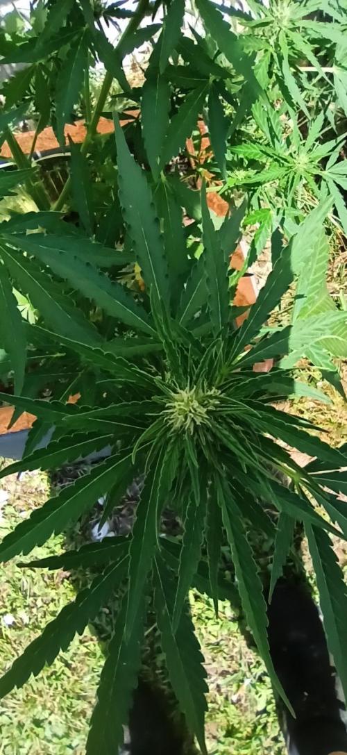 Gorilla Z Auto. Week 6