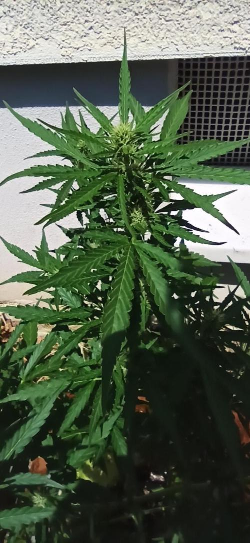 Gorilla Z Auto. Week 6