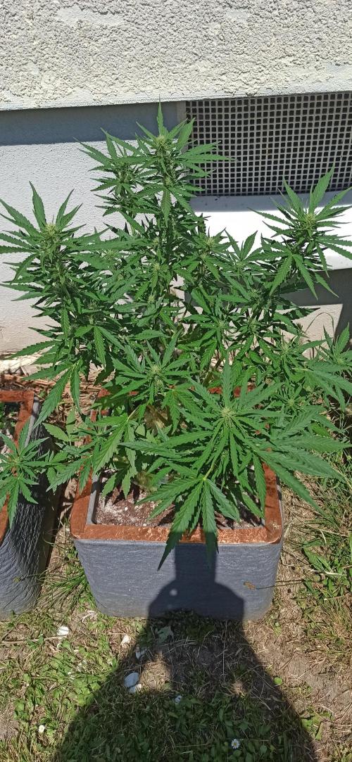 Gorilla Z Auto. Week 6