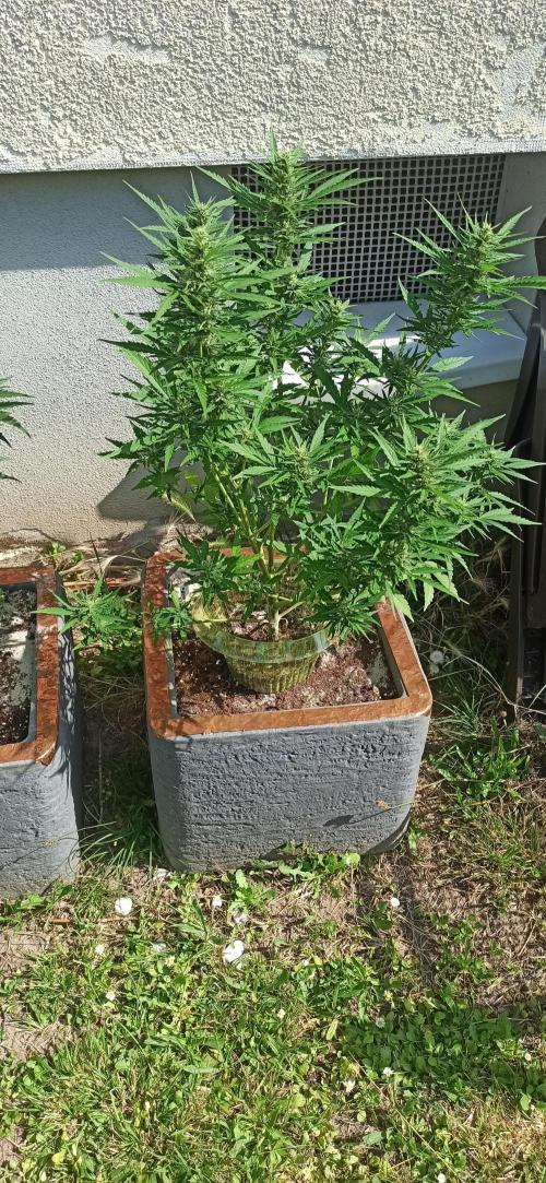 Gorilla Z Auto. Week 7