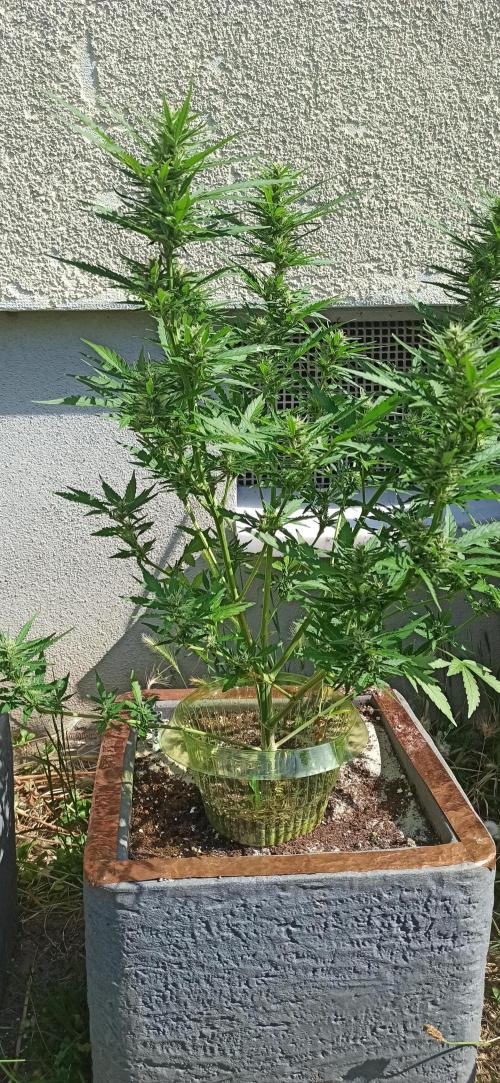 Gorilla Z Auto. Week 7