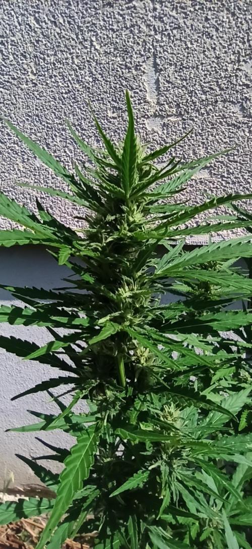 Gorilla Z Auto. Week 7