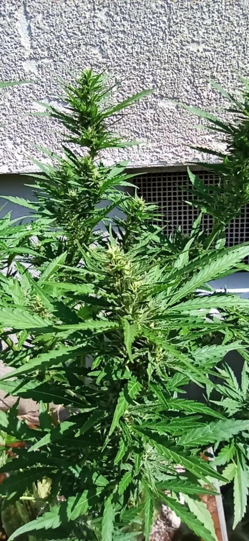 Gorilla Z Auto. Week 7