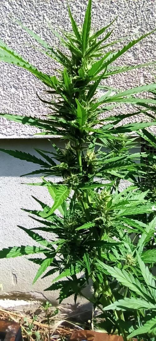 Gorilla Z Auto. Week 7