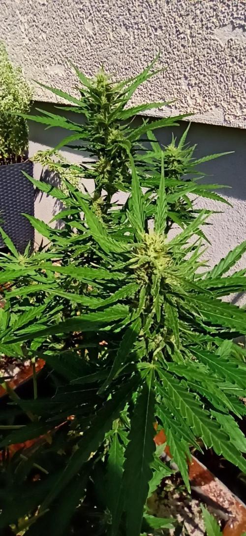 Gorilla Z Auto. Week 7