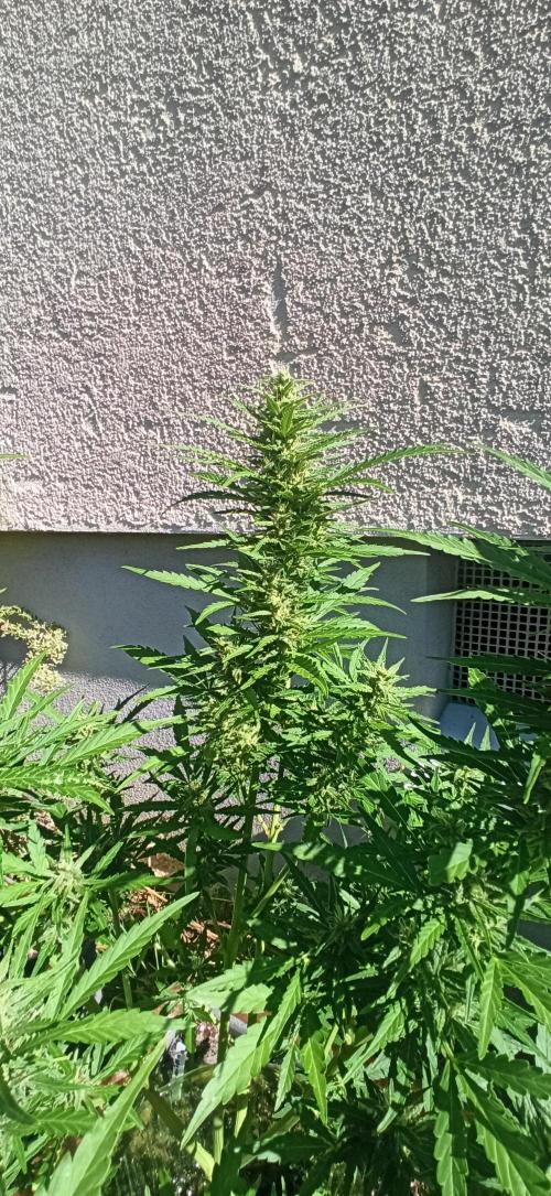 Gorilla Z Auto. Week 8