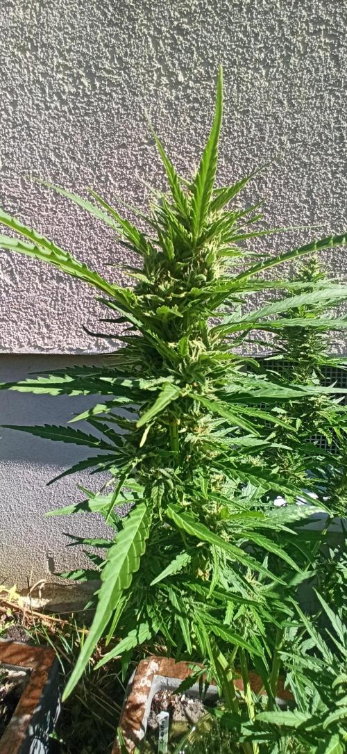 Gorilla Z Auto. Week 8