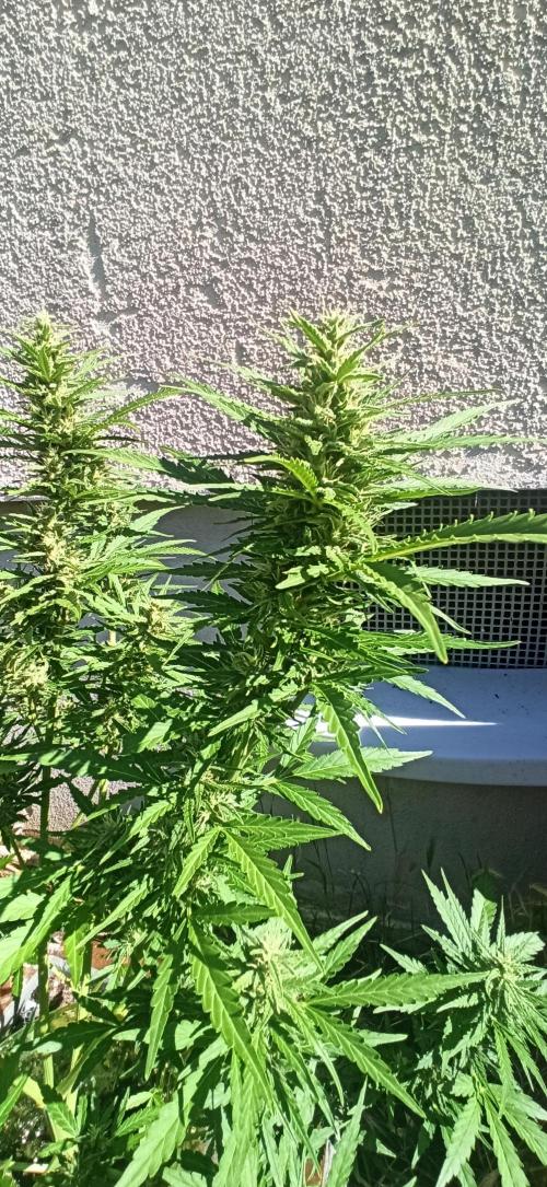 Gorilla Z Auto. Week 8