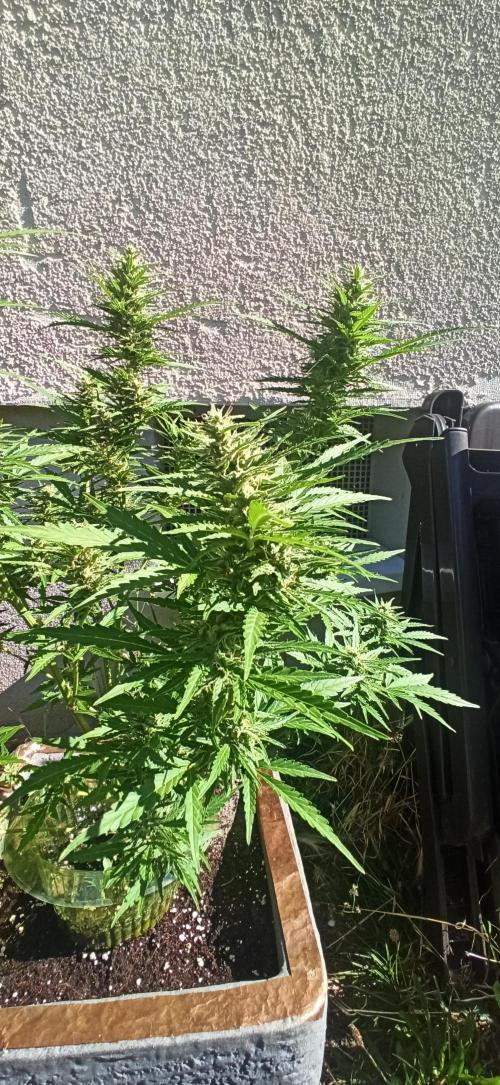 Gorilla Z Auto. Week 8