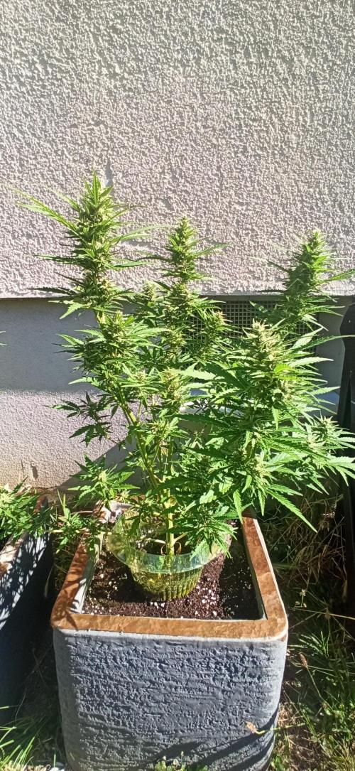 Gorilla Z Auto. Week 8
