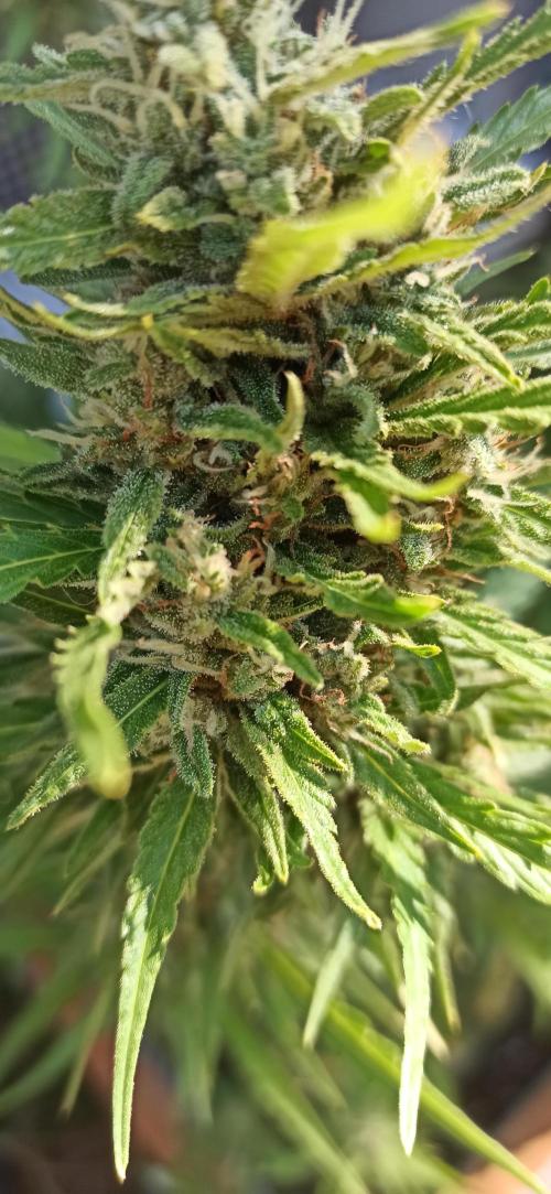 Gorilla Z Auto. Week 9