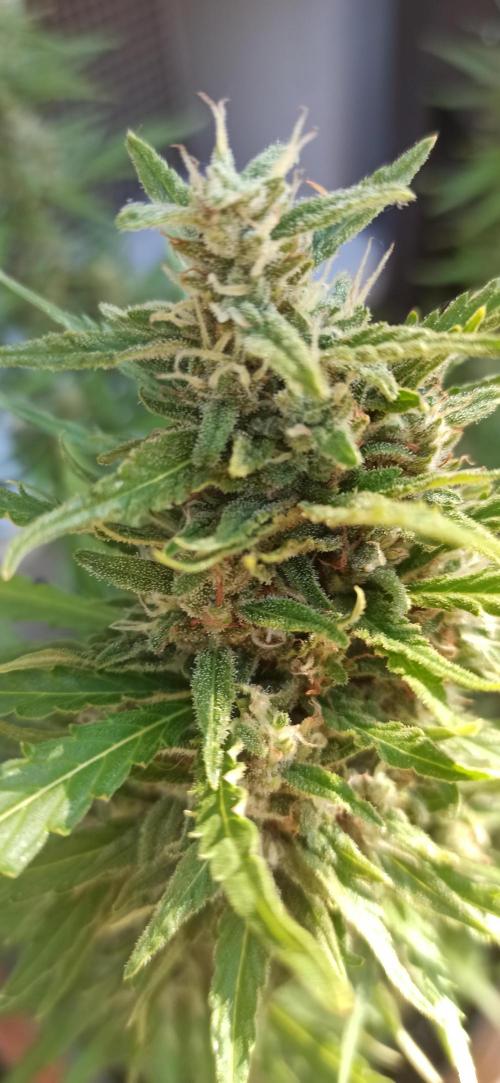 Gorilla Z Auto. Week 9