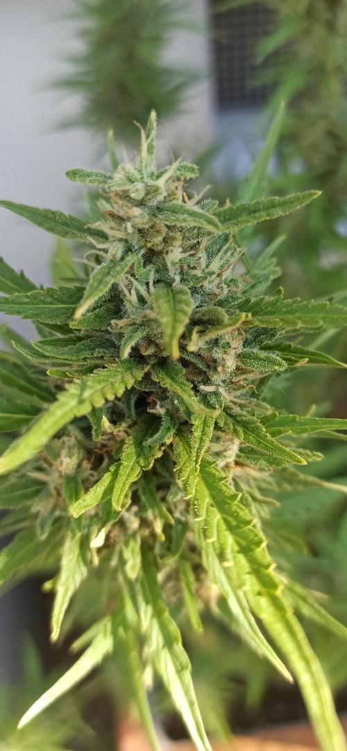 Gorilla Z Auto. Week 9