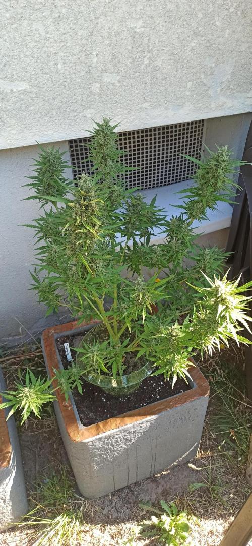 Gorilla Z Auto. Week 9
