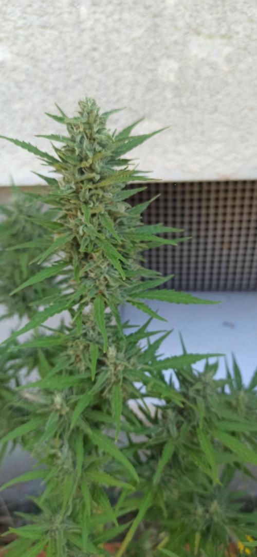 Gorilla Z Auto. Week 9