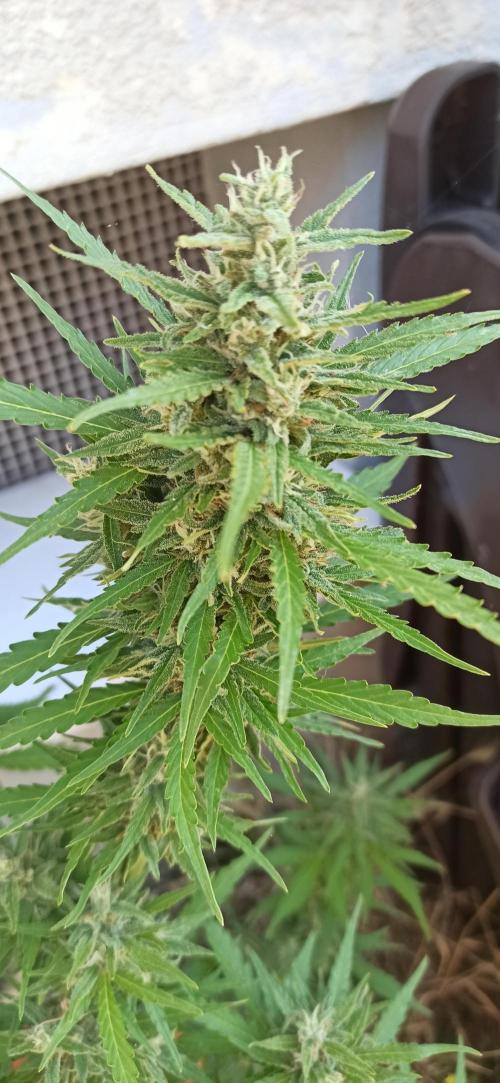Gorilla Z Auto. Week 9