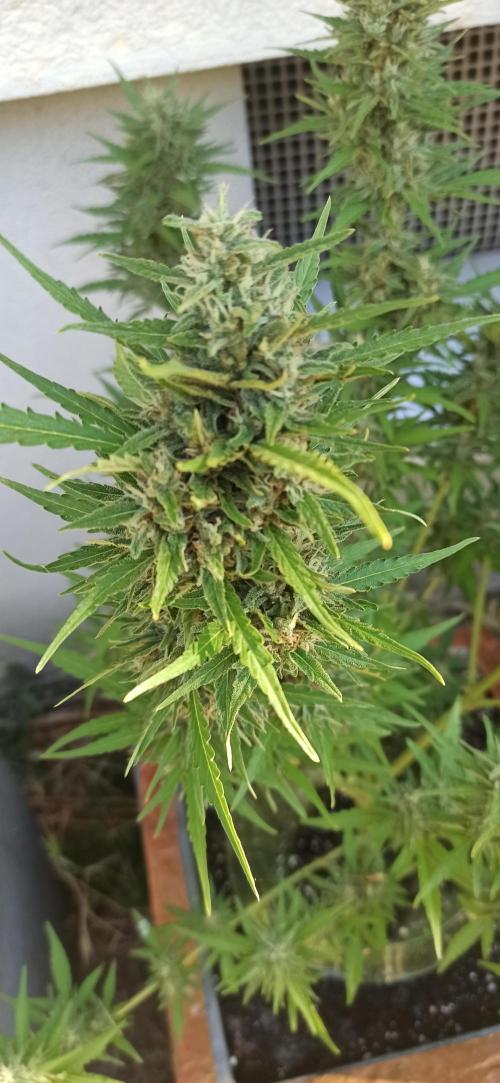 Gorilla Z Auto. Week 9