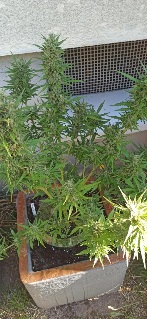Gorilla Z Auto. Week 9