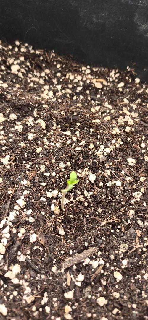 Papaya dragon Auto. Week 0