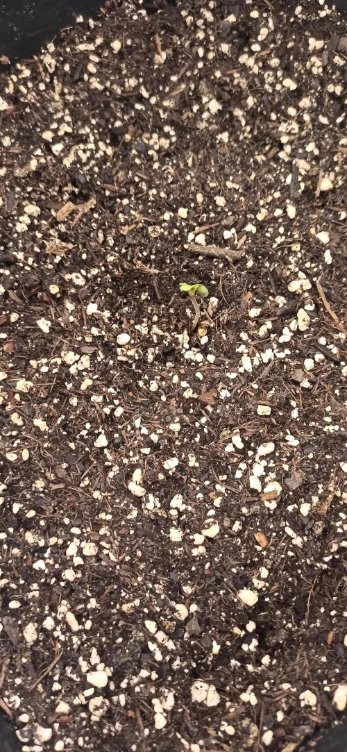 Papaya dragon Auto. Week 0