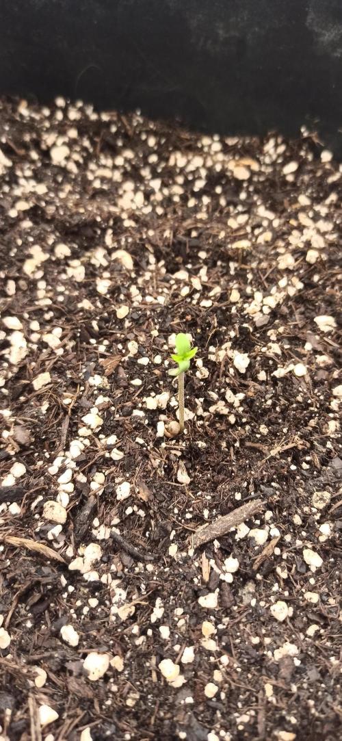 Papaya dragon Auto. Week 0