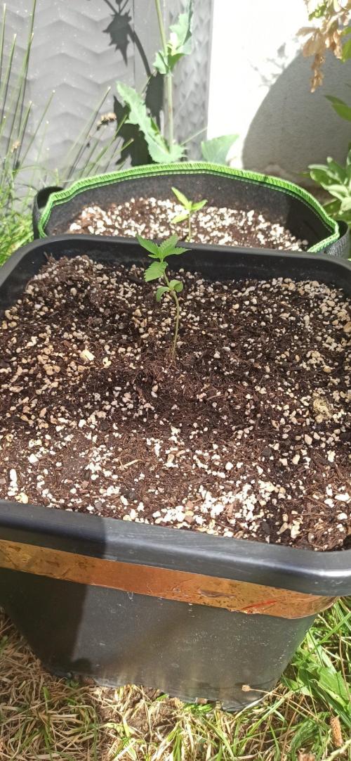 Papaya dragon Auto. Week 1