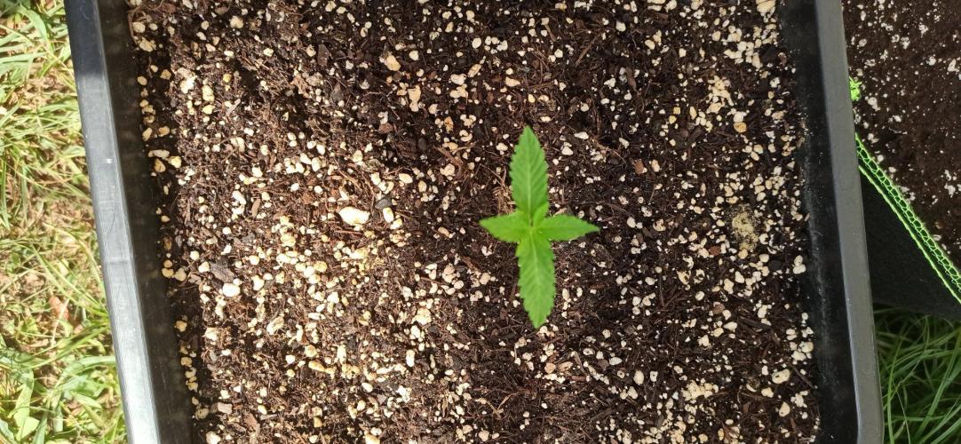 Papaya dragon Auto. Week 1