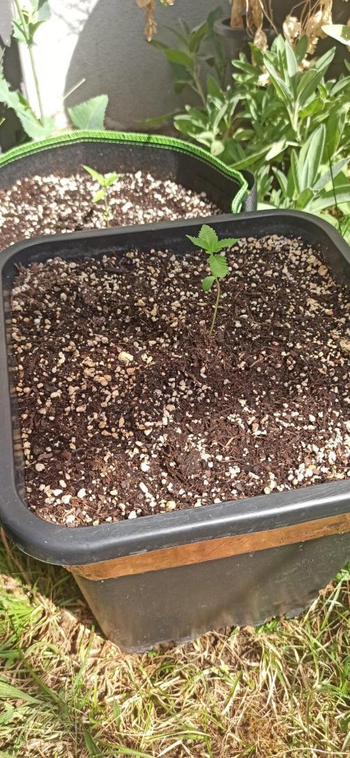 Papaya dragon Auto. Week 1