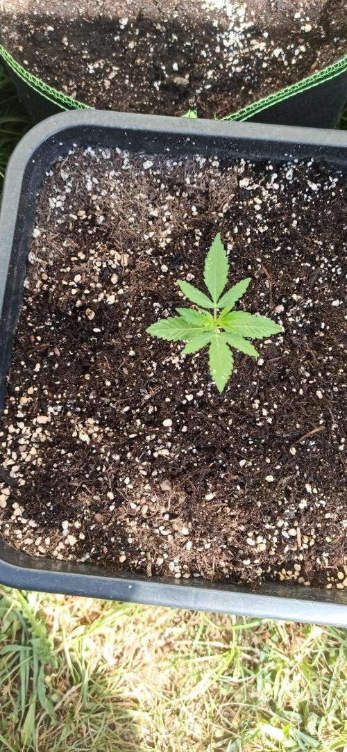 Papaya dragon Auto. Week 2