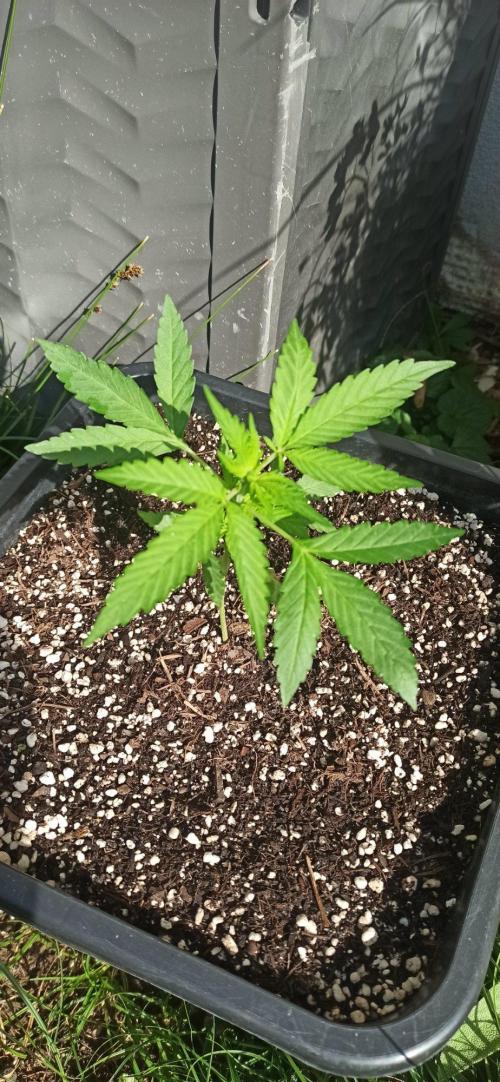 Papaya dragon Auto. Week 3