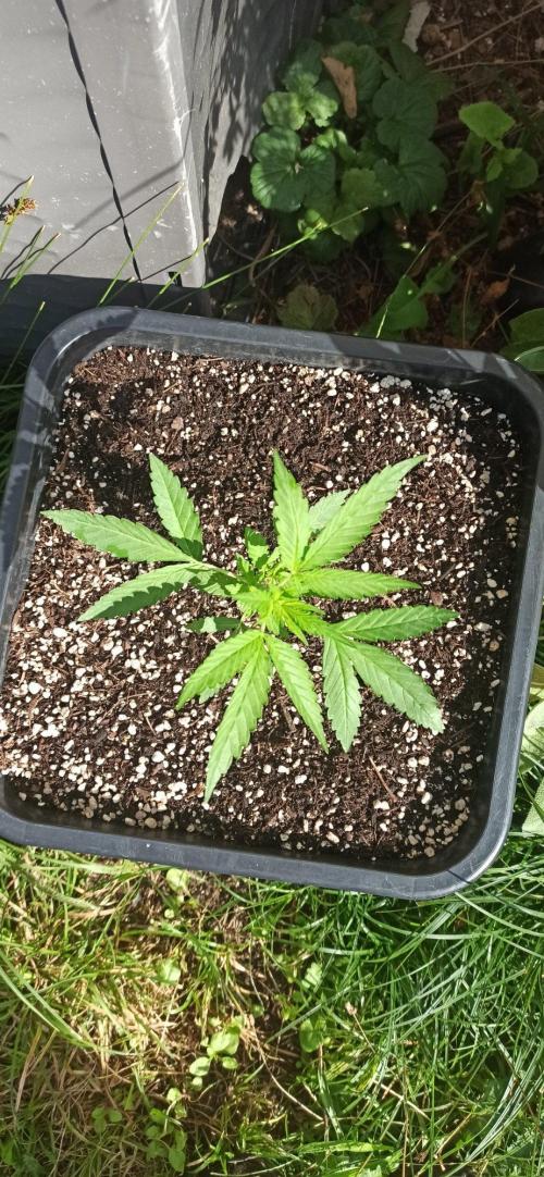 Papaya dragon Auto. Week 3