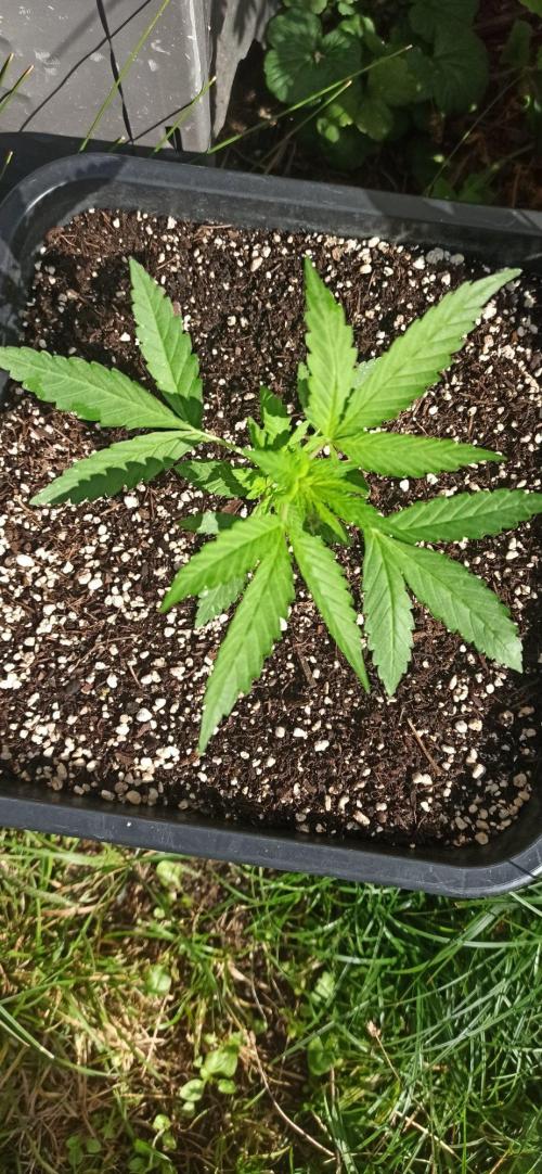 Papaya dragon Auto. Week 3