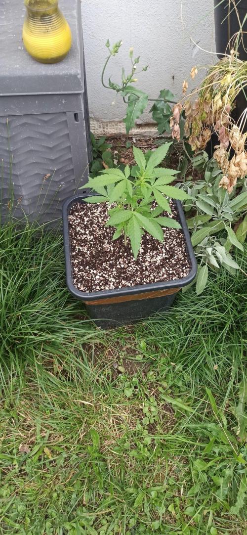 Papaya dragon Auto. Week 4