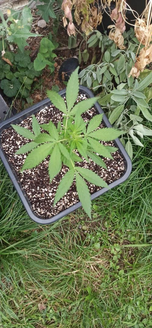 Papaya dragon Auto. Week 4