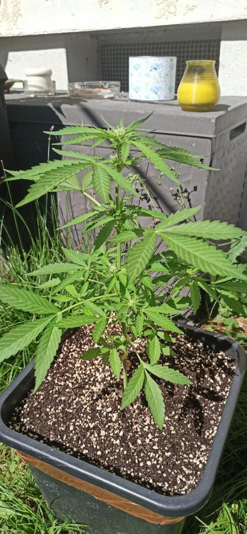 Papaya dragon Auto. Week 5